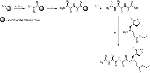 Scheme 1. General synthetic procedure for compounds 2–31. Reagents and conditions: (a) swell 2-chlorotrityl chloride resin in DMF, 25 °C, 30 min; (b) appropriate Fmoc-protected amino acid: Fmoc-R1-OH, DIPEA, CH2Cl2, 25 °C, 30 min; (c) 20% piperidine in DMF (v/v), 25 °C, 30 min; (d) appropriate Fmoc-protected amino acid: Fmoc-R2-OH, HBTU, HOBT, DIPEA, DMF, 25 °C, 1 h; (e) appropriate carboxylic acid: R3COOH, HBTU, HOBt, DIPEA, DMF, 25 °C, 1 h; (f) 95% TFA in CH2Cl2 (v/v), 25 °C, 30 min; (g) (S,E)-ethyl 4-amino-5-(S-2-oxopyrrolidin-3-yl)pent-2-enoate, DIC, HOBT, DMF, 25 °C, 16 h.