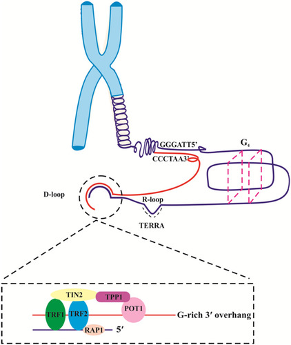 Figure 1 Telomere organization and function. Telomeres consist of a repetitive sequence TTAGGG and related to protective proteins, shelterin. Telomeric DNA, shelterin complex and TERRA make secondary structures such as G-quadruplexes (G4), T-loop, and R-loop, respectively. Collectively, these structures protect the ends of chromosomes.