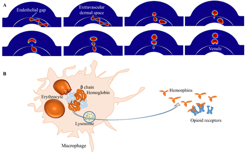 Figure 1 Schematic representation of a probable mechanism for hemorphin-based cupping analgesia. (A) Numerical model of erythrocyte emigration. A two-dimensional model describes two erythrocytes completing their journey from venule to extravascular space in the skin during a cupping procedure. (B) Initiation of analgesic signalling cascade via haemoglobin-derived hemorphins. The dermal macrophage is involved in the lysosomal proteolysis of haemoglobin and the generation of opioid peptide hemorphins. The analgesic effects of hemorphins are elicited by activation of opioid receptors.