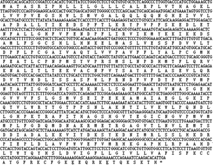 Figure 2. Complete coding sequence of domestic guinea pig UGT1A1 gene and its encoding amino acids.