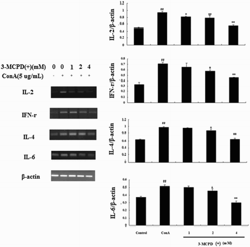 Figure 3. Effect of 3-MCPD (+) exposure on Th1 and Th2 cytokine mRNA expression. IL-2, IFN-γ, IL-4, and IL-6 mRNA expression levels were measured by RT-PCR. The lower panel shows data from three independent experiments. A representative Western blot is shown in here. ##P < .01 versus control group; *P < .05 or **P < .01 versus ConA group.