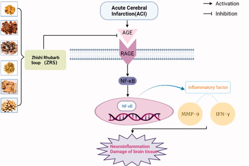 Figure 7. Schematic diagram of the protective effect of ZRS on ischaemic brain tissue by blocking the AGE-RAGE-NF-κB signalling pathway. After ischaemic stroke, AGE levels are increased, and the binding of AGEs to their receptor RAGE activates the NF-κB signalling pathway. NF-κB activation promotes the expression of inflammatory factors such as IFN-γ and MMP-9, thereby exacerbating brain injury. However, ZRS inhibits neuroinflammation and alleviates brain injury by inhibiting the AGE-RAGE-NF-κB signalling pathway after ischaemic stroke.