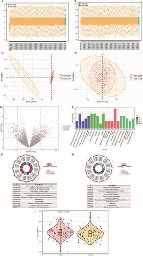 Figure 2 Landscape of DEGs in CAD. (A) Box plot of the combined dataset before standardization. (B) Box plot of the combined dataset after standardization. (C) PCA plot of the combined dataset before standardization. (D) PCA plot of the combined dataset after standardization. (E) Volcano plot of differential gene expression between the CAD and normal groups. (F) Histogram of the results of the GO and KEGG pathway enrichment analyses for the categories: BP, CC, MF, and biological pathway (Pathway). The horizontal coordinates are the GO and KEGG terms, and the vertical coordinates represent the number of genes. (G) Results of the GO functional enrichment analysis; the node color indicates the gene expression level, and the quadrilateral color indicates the Z-score. (H) Results of the KEGG pathway enrichment analysis; the node color indicates the gene expression level, and the quadrilateral color indicates the Z-score for a KEGG pathway. (I) Immune scores for CAD and normal samples; pink indicates CAD, blue indicates normal, and the vertical axis is the immune score.