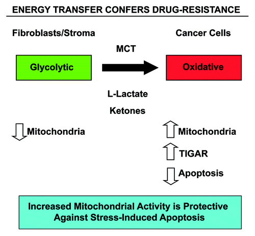 Figure 10. Energy transfer confers chemo-resistance in cancer cells. Schematic diagram summarizing our current findings. See text for details. Note that glycolytic fibroblasts provide nutrients (such as L-lacate and ketones) to fuel oxidative mitochondrial metabolism in epithelial cancer cells. This, in turn, drives protection against stress-induced apoptosis that is normally triggered by anticancer drugs, conferring drug-resistance. Specific MCT transporters allow the shuttling of L-lactate and ketones from fibroblasts (MCT4) to cancer cells (MCT1) (see reference 52 for details). Thus, fibroblasts and cancer cells are metabolically-coupled, in a form of “parasitic cancer metabolism.” This mechanism provides important new “druggable” targets for overcoming chemo-resistance, such as MCTs and TIGAR, among others. MCT, monocarboxylate transporters.