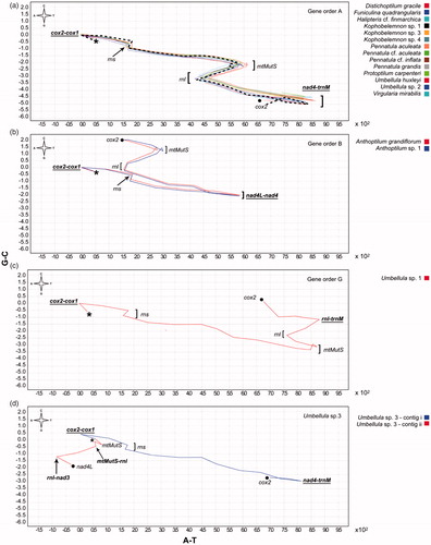 Figure 2. DNA-Walk (Graph DNA) vectorial representation of linearized pennatulacean mitochondrial genomes into a 2 D trajectory along the genome. Every nucleotide direction is determined by the compass in the left corner, representing a cumulative skew (window size: 900). a: gene order A. b: gene order B. c: new gene order G. d: bipartite genome. Genes and IGRs are marked in the abrupt inversions in base composition bias, which can be an indicative of origin of replication (suggested IGRs marked in bold and underline). Sequences start at the middle of cox2 (*) and finish at the middle of cox2 (.), except for Umbellula sp. 3 (contig ii) which starts at mtMutS (*) and finishes at nad4L (.). Dashed line represents the overall DNA-Walk shape for gene order A.