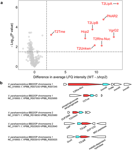 Figure 1. The T6SS2 secretome of V. parahaemolyticus strain BB22OP. (a) A volcano plot summarizing the comparative proteomics of proteins identified in the medium of wild type (WT) and T6SS2− (∆hcp2) V. parahaemolyticus BB22OP strains using label-free quantification. The average difference in signal intensities between the WT strain and the ∆hcp2 strain is plotted against the -Log10 of Student’s t-test P values (n = 3 biological replicates). Proteins that were significantly more abundant in the secretome of the WT strain (difference in the average LFQ intensities > 2; P value < .03; with a minimum of 5 Razor unique peptides) are denoted in red and annotated. (b) Schematic representation of genome neighborhoods for non-structural T6SS2-secreted proteins identified in (a). Predicted secreted effectors are denoted in red; predicted neighboring immunity genes are denoted in cyan. Arrows indicate the direction of transcription, and the names of encoded proteins or domains are denoted below. The RefSeq GenBank accession number and the locus tag range are provided.