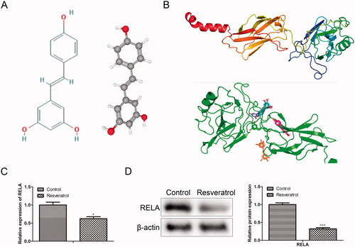 Figure 3. Simulate and verify the combination of resveratrol and RELA. (A) Chemical structure of resveratrol; (B) the 3D structure model of RELA was conducted by SWISSMODEL and Autodock was used to calculate the possibility of binding between resveratrol molecules and RELA protein molecules; (C) the mRNA levels of RELA were detected by RT-qPCR; (D) the protein levels of RELA were detected by western blot. *p < 0.05, ***p < 0.001 versus the control group.