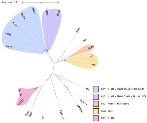 Figure 2. Whole-genome sequence analysis of C. parapsilosis isolates. SNP-based phylogeny of C. parapsilosis isolates. Variants in Erg11 and Fks1 are shown; the colours represent the patterns of variants present. Bootstraps below 100% are shown.