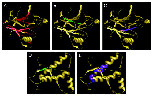 Figure 3. Solution structure of human p53 DNA binding domain (PDB: 2FEJ) (A-C) and mouse PrP C-terminal domain (PDB: 1AG2) (DandE) with aggregation hot spots predicted by Aggrescan (A), Tango (BandD), and Waltz (C and E). AGGRESCAN hot spots predicted for mouse PrP are located at the N-terminal domain not represented by this model.