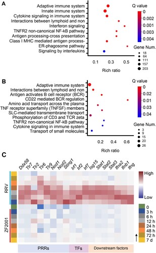 Figure 2. Innate immune response signatures of ZF2001 and the RRV vaccination. (A) and (B) Enrichment of the immune-annotated DEGs (up-regulated) from the RRV (A) or ZF2001 (B) vaccination group, ranked by correlation with each function annotation. Top ten annotations are listed. Q value <0.05. (C) Heatmap analysis indicated the responses of genes involved in the innate immune response signalling pathway. Average FPKM values are displayed after the z-score normalization. The arrow indicates the direction of the z-score.