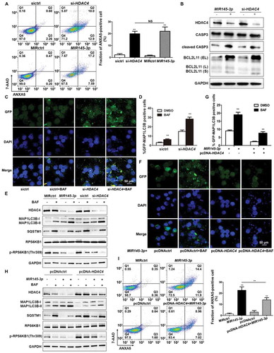 Figure 5. MIR145-3p induces autophagy and cell death through the inhibition of HDAC4 in MM cell. (A) LP-1 cells were transfected with MIR145-3p mimic, MIR control (MIRctrl), siRNA-HDAC4 or control siRNA (sictrl) for 72 h, and then cell apoptosis was analyzed by ANXA5 and 7-AAD staining. The percentage of ANXA5-positive cells was presented as mean ± SD from 3 independent experiments (*P < 0.05; **P < 0.01, NS, not significant). (B) After transfection with MIR145-3p mimic, MIRctrl, siRNA-HDAC4 or sictrl for 72 h, LP-1 cells were lysed and extracted. Western blotting was performed to detect the expression levels of the active cleaved CASP3 and BCL2L11. GAPDH was used as loading control. The experiments were performed in triplicate. (C) LP-1 cells expressing GFP-MAP1LC3B were transfected with siRNA-HDAC4 or sictrl and were treated with or without lysosomal inhibitor BAF (20 nM) for 4 h. Then cells were visualized with a fluorescence microscope. Representative images are shown. (D) Quantitative analysis of the experiments in (C) (mean ± SD of independent experiments, n = 3, **P < 0.01.). (E) LP-1 cells were transfected with MIR145-3p mimic, MIRctrl, siRNA-HDAC4 or sictrl for 72 h, in the absence or presence of 20 nM BAF, and then the protein levels of HDAC4, MAP1LC3B-I, MAP1LC3B-II, SQSTM1, RPS6KB1 and p-RPS6KB1 (Thr389) were determined by western blot analysis. GAPDH was used as loading control. The experiments were performed in triplicate. (F) LP-1 cells expressing GFP-MAP1LC3B were co-transfected with pcDNA-control (pcDNActrl) or pcDNA-HDAC4 vector and MIR145-3p mimic or MIRctrl and were treated with or without BAF (20 nM) for 4 h. Then cells were visualized with a fluorescence microscope. Representative images are shown. (G) Quantitative analysis of the experiments in (F) (mean ± SD of independent experiments, n = 3, **P < 0.01.). (H) LP-1 cells were co-transfected with either pcDNA-control (pcDNActrl) or pcDNA-HDAC4 vector and MIR145-3p mimic or MIRctrl for 72 h, in the absence or presence of 20 nM BAF, and then the protein levels of HDAC4, MAP1LC3B-I, MAP1LC3B-II, SQSTM1, RPS6KB1 and p-RPS6KB1 (Thr389) were determined by western blot analysis. GAPDH was used as loading control. The experiments were performed triplicate. (I) LP-1 cells were co-transfected with pcDNActrl or pcDNA-HDAC4 vector and MIR145-3p mimic or MIRctrl for 72 h, and then cell apoptosis was analyzed by ANXA5-7-AAD staining. The percentage of ANXA5-positive cells was presented as mean ± SD from 3 independent experiments (*P < 0.05; **P < 0.01) .