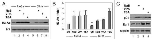 Figure 4 Global histone acetylation and p300-dependent gene expression. (A) Western analysis was performed by using specific antibody against acetylated histone 3 at K9/14 residue following 4 h of treatments of the HeLa or SiHa cells with butyrate (NaB, 5 mM), valproic acid (VPA, 5 mM) or TSA (200 nM). The blots were stripped and reprobed for β-actin as a loading control. (B) Quantification of the western blots is plotted as fold difference in reference to the untreated control of the HeLa cells. Error bars represent standard deviations of three independent experiments. Statistical significance is denoted by * to indicate p < 0.05 compared with the untreated control of HeLa cells. (C) The SiHa cells were transfected with expression plasmid (3 µg) for the full length p300, treated with butyrate, valproic acid or TSA for 8 h and then subjected to western analysis of p21 and Egr1. The blots were stripped and reprobed for β-tubulin as a loading control.