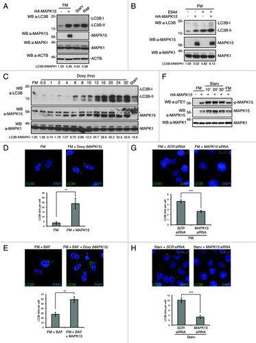 Figure 3. MAPK15 induced autophagy. (A) HeLa cells were transfected with control vector or HA-MAPK15. Two hours (h) before harvesting, cells were starved (Starv) or treated with rapamycin (Rap, 200 nM), where indicated. Lysates were analyzed by WB, with indicated antibodies. LC3B was detected with anti-LC3B antibody (Nanotools). The LC3B-II and MAPK1 amounts were quantified by NIH ImageJ software. (B) HeLa cells were transfected with control vector or HA-MAPK15. One hour before harvesting, cells were treated with E64d (10 μg/ml), where indicated. Lysates were analyzed by WB, with indicated antibodies. LC3B was detected with anti-LC3B antibody (Nanotools). The LC3B-II and MAPK1 amounts were quantified by NIH ImageJ software. (C) HeLa T-Rex MAPK15 cells were treated with doxycycline (Doxy, 1 μM) for different periods. Two hrs before harvesting, cells were starved, where indicated. Lysates were analyzed by WB, with indicated antibodies. LC3B was detected with anti-LC3B antibody (Nanotools). The LC3B-II and MAPK1 amounts were quantified by NIH ImageJ software. (D) HeLa T-Rex MAPK15 cells were treated with Doxy for 16 h, where indicated. Cells were fixed and then permeabilized with 100 μg/ml digitonin. Cells were stained with anti-LC3B antibody (MBL) and revealed with AlexaFluor488-conjugated antibody. Nuclei were stained with DAPI. Lower panel of each figure indicates the amount of LC3B dots per cell quantified by Volocity software. Measures were obtained by analyzing at least 400 cells/sample from five different experiments (n = 5). Measures were subjected to one-way ANOVA test. Asterisks were attributed for the following significance value: **p < 0.01. (E) Same as in (D), but, 4 h before fixing, cells were treated with Bafilomycin A1 (Baf, 100 nM). (F) HeLa cells were transfected with control vector or HA-MAPK15. Before harvesting, cells were starved (Starv) for the indicated periods. Lysates were analyzed by WB, with indicated antibodies. (G) HeLa cells were transfected with nonsilencing siRNA or with MAPK15-specific siRNA. After 72 h, cells were fixed and permeabilized with 100 μg/ml digitonin. Cells were stained with anti-LC3B (MBL) antibody and revealed with AlexaFluor488-conjugated secondary antibody. Nuclei were stained with DAPI. Lower panel of each figure indicate the amount of LC3B dots per cell quantified by Volocity software. Measures were obtained by analyzing at least 400 cells/sample from three different experiments (n = 3). Measures were subjected to one-way ANOVA test. Asterisks were attributed for the following significance value: ***p < 0.001. (H) Same as in (G), but, cells were starved for 1 h before fixing.