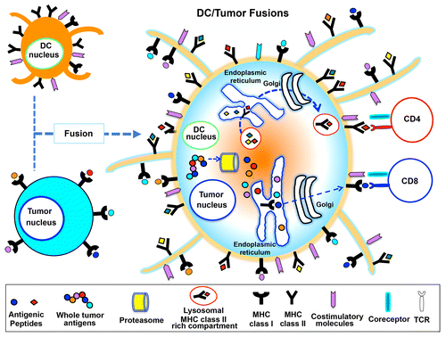 Figure 1. Antigen processing and presentation by a dendritic cell fused to a cancer cell. Dendritic cell (DC)-tumor cell fusions express MHC Class I and II molecules, co-stimulatory molecules as well as tumor-associated antigens. These cell fusions are hence able to process cancer cell-derived peptides and form MHC Class I-peptide complexes in the endoplasmic reticulum, which are transported to the cell surface and presented to CD8+ T cells. Along similar lines, fused cells can synthesize MHC Class II molecules, load them with tumor-derived peptides and present these complex to CD4+ T cells. Globally, this results in the activation of potent tumor-specific cytotoxic T lymphocyte (CTL) responses.