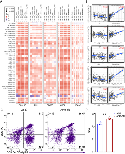 Figure 4 Correlation analysis between hub genes expression and immune infiltration of CD8+T cell. (A) Different algorithms were performed to explore the relationship between the expression level of the hub genes and the infiltration level of CD8+T cell across all types of cancer in TCGA. (B) The scatterplot data of the lung adenocarcinoma produced using one algorithm. (C) The chemotaxis of CD8+T cell between case and control group were detected by flow cytometry. (D) Quantification of data in C. Each experiment consisted of three biological replicates. **p < 0.01.