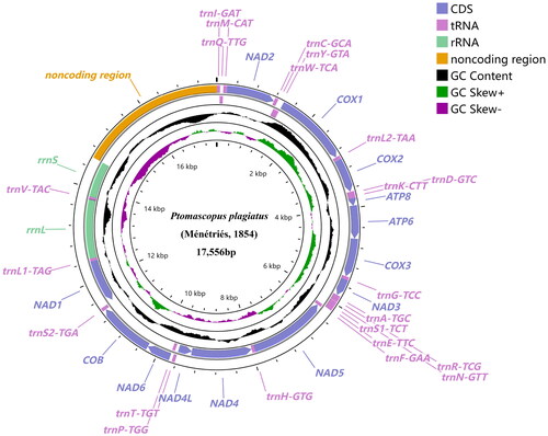 Figure 2. Mitochondrial genome map of Ptomascopus plagiatus (Ménétriés, 1854) displaying both heavy (outside the circle) and light (inside the circle) strands. The transcriptional directions of genes located on the heavy and light strands are clockwise and counterclockwise, respectively. Plots of GC content and skew used a sliding window size of 500 and step size of 1. GC skew is plotted using green and purple sliding windows as the deviation from the average of the mitochondrial genome.