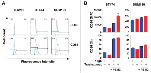Figure 6. Increased expression of CD86 in HER2-overexpressing breast cancer cells by trastuzumab in the presence of PBMC. (A). HEK293, BT474, and SUM190 cells were stained with PE-conjugated anti-human CD80 antibody and PE-Cy7-conjugated anti-human CD86 antibody and subjected to flow cytometry analysis. (B). BT474 and SUM190 cells were cultured in medium supplemented with 10% fetal bovine serum and were treated with 5 µg/mL trastuzumab (˜30 nM) or a control humanized IgG (h-IgG; bevacizumab) in mono-culture or co-culture with human PBMC at a ratio of 1:5 (cancer cells vs. PBMC) for 48 h. The cells were then stained with PE-Cy7-conjugated anti-human CD86 antibody and subjected to flow cytometry analysis. Shown are the MFI values of CD86 expression (upper) and the percentages of CD86-positive cells (lower). * p < 0.05 compared with corresponding control.
