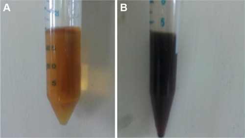 Figure 9 Ferric ion reduction test.Notes: (A) Ferric chloride solution; (B) color change in Rosa damascena extract.