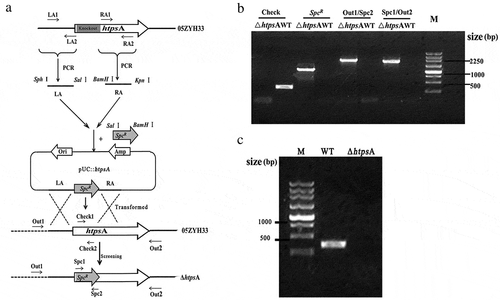 Figure 1. Construction of an isogenic htpsA mutant of S. suis 05ZYH33. (a) Schematic diagram of the construction process of the ΔhtpsA strain. (b) Combined PCRs of the ΔhtpsA mutant. (c) Reverse-transcription PCR analysis of htpsA gene transcripts. The primer pairs and templates used in the PCR analysis are indicated above the lanes. WT and ΔhtpsA represent genome DNA of the wild-type strain 05ZYH33 and mutant strain, respectively.