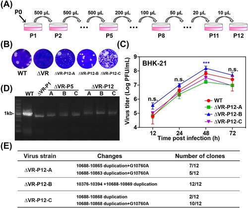 Figure 3. Characterization of ΔVR mutants passaged virus. (A) Schematic diagram of ΔVR mutant virus passaging in BHK-21 cells. (B) Plaque morphologies of the WT, ΔVR and ΔVR-P12-A/B/C viruses in BHK-21 cells. (C) Growth kinetics comparison between WT and ΔVR-P12-A/B/C viruses in BHK-21 cells. The WT and ΔVR-P12-A/B/C viruses infected BHK-21 cells at an MOI of 0.1, respectively, and the viral growth kinetics were determined by titration of the supernatants harvested at the indicated time points after infection by plaque assay. n.s., indicates no statistical differences. *** p < 0.001. (D) RT–PCR detection of the adaptation variation of ΔVR mutant during passaging. The primer pair, JEV-9841-F and JEV-10977-R (Table S1), was used to amplify the fragment spanning the terminal portion of NS5 and the proximal region of 3′ UTR. (E) The sequencing results of 12 single clones of ΔVR-P12-A/B/C viruses were obtained by plaque purification. The RT–PCR product spanning from NS5 to 3′ UTR of each purified virus was subjected to the sequencing analysis, and the whole-genome sequencing was performed for ΔVR-P12-B virus.