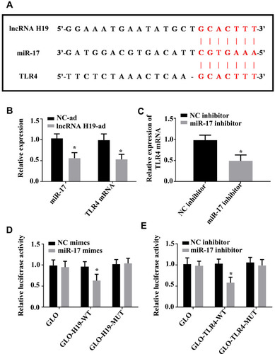 Figure 6 Targeting relation of lncRNA H19/miR-17/TLR4 pathway. (A) There are binding loci between lncRNA H19 and TLR4 on miR-17 sequence fragment, and the red part indicates the matched sequence fragment. (B) Up-regulating lncRNA H19 suppresses miR-17 and TLR4. (C) Down-regulating miR-17 suppresses TLR4. (D) Co-transfection of miR-17 mimics and lncRNA H19-wt decreases luciferase activity. (E) Co-transfection of miR-17 mimics and TLR4-wt decreases luciferase activity. *P<0.05 vs NC-ad or NC mimics.