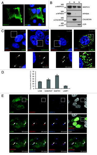 Figure 2. MAPK15 localized to autophagic structures. (A) HeLa cells were transfected with HA-MAPK15 cDNA. Cells were permeabilized with 0.2% Triton X-100. HA-MAPK15 proteins were immuno-labeled with anti-MAPK15 antibody and revealed with AlexaFluor488-conjugated secondary antibody. Nuclei were stained with DAPI. (B) HeLa cells stably expressing HA-MAPK15 were subjected to fractionation using the Subcellular Protein Fractionation Kit (Thermo Scientific). Lysates were subjected to SDS-PAGE followed by WB with anti-MAPK15 (top), anti-NFKBIA (middle top), anti-Calnexin (middle bottom), and anti-JUN (bottom) antibodies. C, cytoplasmic fraction; M, membrane fraction; N, nuclear fraction. (C) A clone of HeLa cells stably expressing HA-MAPK15 were permeabilized with 100 μg/ml digitonin. Cells were stained with appropriate antibodies (anti-MAPK15, anti-LC3B MBL, anti-GABARAP, anti-SQSTM1 and anti-LAMP1) and revealed with AlexaFluor488- and AlexaFluor555-conjugated secondary antibodies. Nuclei were stained with DAPI. The region enclosed in the white square has been enlarged in the smaller panel for better appreciation of the colocalizations. Arrows indicate colocalization areas. Similar results were obtained in at least 3 independent clones. (D) Colocalization rate of MAPK15 and LC3, GABARAP, SQSTM1 and LAMP1 respectively was obtained by analyzing at least 400 cells/sample from three different experiments (n = 3). (E) HeLa cells stably expressing HA-MAPK15 were transfected with pCEFL-GFP-LC3B. Twenty-four hours later, cells were permeabilized with 100 μg/ml digitonin. Cells were stained with anti-SQSTM1 and anti-MAPK15 antibodies and revealed with AlexaFluor555- and AlexaFluor647-conjugated secondary antibodies. Nuclei were stained with DAPI. The region enclosed in the white square has been enlarged in the lower panels for better appreciation of the colocalizations. Arrows indicate colocalization areas.