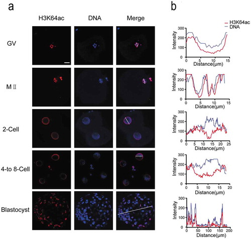 Figure 3. Dynamics of H3K64ac during human preimplantation development. (a) Immunofluorescence of H3K64ac in preimplantation embryos. Oocytes and frozen-thawed embryos were fixed and stained with H3K64ac antibody (red). DNA is shown in blue. (b) Fluorescence intensity profiles of H3K64ac and DNA of all stages of embryos. Lines were drawn on the images of nuclei to quantify intensities for H3K64ac and DNA along the lines. Scale bar, 20 μm.