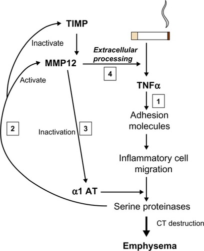 Figure 4 Interrelation of proteinases and TNF. Cigarette smoking leads to TNF release and sequential events leading to emphysema (1). Serine proteinases released by recruited neutrophils activate MMP12 and inactivate its’ cognate inhibitor/s (2). MMP12 inactivates α1AT facilitating its own activation by serine proteinases (3). MMP12 then leads to extracellular processing of the interaction of TNF with its receptor (4) facilitating the main pathway (1).