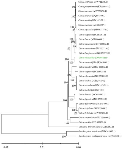 Figure 4. Phylogenetic tree reconstructed using maximum-likelihood (ML) method based on complete cp genome sequences of the 26 Rutaceae species with Clausena as the sister group and Zanthoxylum as the outgroup. Numbers above the lines represent ML bootstrap values (>99%).
