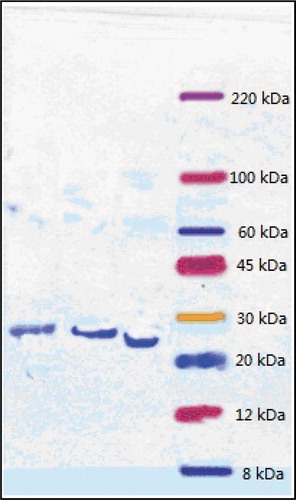 Figure 4. Sodium dodecyl sulfate polyacrylamide gel electrophoresis (SDS-PAGE) results of fibrinolytic enzymes from different sources (From left to right: Fibrinolytic enzymes produced by Bacillus cereus, Bacillus amyloliquefaciens, and Bacillus tequilensis).Figura 4. Electroforesis en gel de poliacrilamida con dodecil sulfato de sodio (SDS-PAGE); resultados de las enzimas fibrinolíticas de diferentes fuentes (de izquierda a derecha: enzimas fibrinolíticas producidas por Bacillus cereus, Bacillus amyloliquefaciens y Bacillus tequilensis).