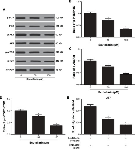Figure 6 Scutellarin prevented the activation of PI3K/AKT/mTOR pathway in glioma cells.Notes: The protein levels of p-PI3K, p-AKT, and p-mTOR were analyzed by Western blot. (A) Representative image of Western blot. (B–D) Quantification analysis of p-PI3K/PI3K, p-Akt/Akt and p-mTOR/mTOR. U87 cells were treated by scutellarin with or without LY294002 for 24 hours. (E) Cell migration was measured using transwell assay. (F) Cell invasion was measured using matrigel-coated transwell inserts. (G) Cell apoptosis was measured using a histone/DNA ELISA detection kit. *P<0.05 vs control. #P<0.05 vs scutellarin group. Data are represented as mean ± SD of three independent experiments.