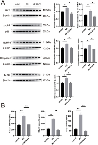 Figure 3 The activation of the NF-kB pathway and NLRP3 was reduced in the psoriatic cell model and mice model treated with 3-BrPA. (A) The relative expression levels of NLRP3 and NF-kB protein were compared between the psoriatic cells, control cells and the 3-BrPA treated psoriatic cells. (B) ELISA was used to measure CXCL-1, CCL20, and IL-1β. *P< 0.05, **P< 0.01.