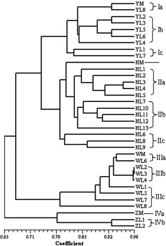 FIGURE 3 Dendrogram of 35 samples of four Hippophae cultivars by UPGMA cluster analysis based Jaccard coefficient, using 158 ISSR polymorphic bands obtained by 15 primers, means of code in Table 1.