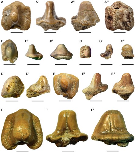 FIGURE 3. Teeth of Ptychodus altior Agassiz, Citation1835, from the Upper Cretaceous of Ryazan Oblast (western Russia) in occlusal (A, B, C, D, E, F), anterior (AI, BI, DI, EI), posterior (CI, FI), lateral (AII, BII, CII, EII, FII), and inferior (AIII) views. A–AIII, RSU DGE 2018 RO MP-47; B–BII, RSU DGE 2020 RO MP-5; C–CII, RSU DGE 2020 RO MP-8; D, DI, RSU DGE 2020 RO MP-9; E–EII, RSU DGE 2020 RO MP-17; F–FII, RSU DGE 2021 RO MP-1. Scale bars equal 5 mm.