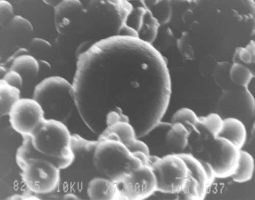 Figure 1.  Scanning electron microscopy pictures of calcium loaded BSA microspheres (formulation F4) at magnification ×7000.