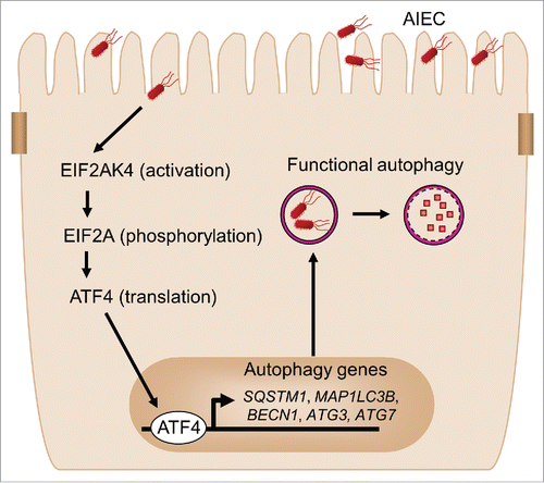 Figure 8. Proposed model for the involvement of the EIF2AK4-EIF2A-ATF4 pathway in autophagy response to AIEC infection in intestinal epithelial cells. Upon AIEC infection, the EIF2AK4-EIF2A-ATF4 signaling pathway is activated in host cells, inducing transcription of several autophagy genes including SQSTM1, MAP1LC3B, BECN1, ATG3 and ATG7 and thereby a functional autophagic response. This serves as a host defense mechanism to eliminate intracellular AIEC and to inhibit AIEC-induced intestinal inflammation.