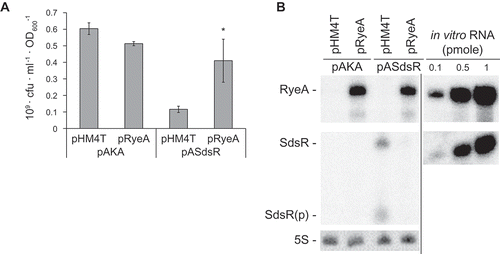 Figure 5. RyeA suppresses SdsR-driven cell death. (a) Viability, presented as cfu per OD600, in cells coexpressing SdsR and RyeA (mean ± SD; n = 3; *P ≤ 0.05 by Student’s t-test). SdsR and RyeA were induced with 1 mM IPTG at 1 h post-inoculation. pHM4T and pAKA, control vectors. pRyeA, RyeA-expressing plasmid derived from vector pHM4T. pASdsR, SdsR expressing plasmid from vector pAKA. (b) Degradation of SdsR by RyeA. Total RNAs were analyzed by Northern blotting. In vivo levels of SdsR and RyeB were estimated using known amounts of in vitro transcribed SdsR and RyeA as standards. In each panel the spliced image from the same Northern membrane was shown with the insertion of a dividing line between spliced lanes.