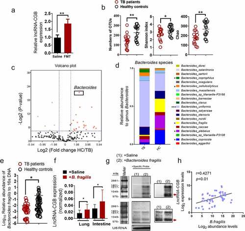 Figure 4. B. fragilis was identified as a significantly altered gut microbiota to orchestrate the expression of lncRNA-CGB during TB infection.