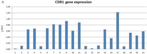 Figure 1. (A) CDR1 mRNA expression in DS subjects and normal controls compared to normal controls (not included in the figure with value 1). Data shown were obtained by qRT-PCR, Figure 1(A) shows elaborated mRNA levels by comparative ΔΔCt method; (B) Average –ΔCt mRNA levels value of DS (down syndrome) subjects and NC (normal controls) groups. Significant difference between the two groups (p < 0.001)*.