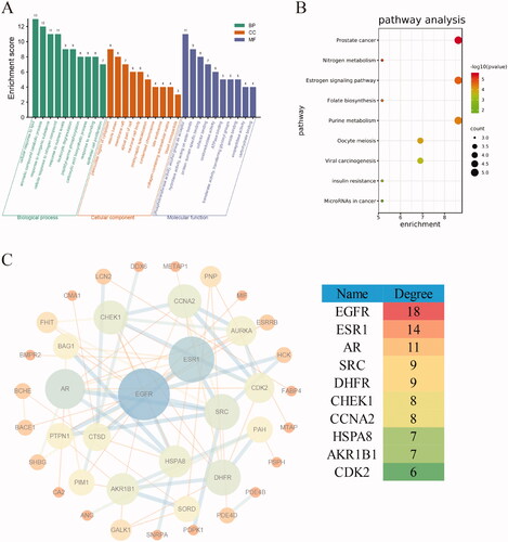 Figure 7. Analysis of the target of neochlorogenic acid. (A) GO enrichment analysis. (B) Pathway analysis. (C) PPI analysis.