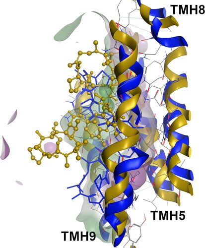 Figure 3. Superimposition of the actinomycin-bound systems at the R-site for the WT (blue, licorice) and G830V variant (dark yellow, ball and stick).