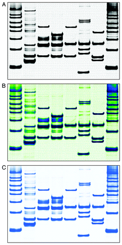 Figure 4. The final gel-loading scenario was determined and a new gel was run to visualize the autophagy markers in a manner that was consistent with the known metabolic pathway cascade as depicted in Figure 1. All DNA bands are from DK1 unless otherwise specified. Lanes correspond to the following: (1) 100 base DNA ladder; (2) Atg8 (MAP1LC3) with Atg4 (RH47370, D2S2042); (3) Atg8 (MAP1LC3B/D16S2663) with Atg7 (D3S3454); (4) Atg8 (MAP1LC3B/D16S2663 and D16F298S2) with Atg3 (RH120928); (5) Atg12 (RH79593) with Atg7 (D3S3454); (6) Atg12 (RH70503; DK2 DNA) with Atg5 (RH93335) and Atg10 (D5S806; DK2 DNA); (7) Atg12 (RH79593) with Atg5 (RH93335) and ATG16L1 (ATG16L1, WI-12735 added digitally); (8) 100 base DNA ladder. The sequence for yeast ATG8 was added to the background; this sequence was quadrupled on the final image for aesthetic reasons. The final gels are shown in the (A) zebra pattern, (B) an experimental customized pattern and (C) igloo pattern (without the background sequence).