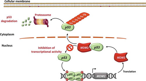 Figure 2. MDM2 regulates p53 protein levels and function. p53 is a transcription factor that exerts its function as a tetramer. MDM2 is a ubiquitin protein ligase that physiologically catalyzes p53 ubiquitination. Upon ubiquitination, p53 is then degraded in the proteasome. MDM2 is also a transcriptional target gene of TP53, thus creating a negative autoregulatory feedback