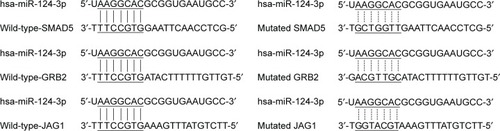 Figure 2 GRB2, SMAD5, and JAG1 were identified as candidate target genes of miR-124.Abbreviation: miR-124, microRNA-124.