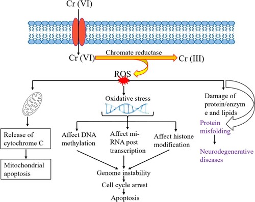 Figure 4. The generation of ROS caused by Cr (VI) and their involvement in the destruction of cell organelles.