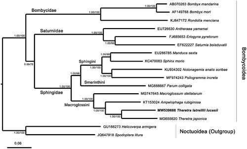Figure 1. Phylogenetic tree of Bayesian inference (BI) and maximum-likelihood (ML) methods using matrixes of 13 PCGs in mitogenomes of 15 representative species classified in the Bombycoidea and two species of Noctuoidea serving as outgroups. The numbers at each node are Bayesian posterior probabilities by BI analysis (first value) and bootstrap percentages of 1000 pseudoreplicates by ML analysis (second value). The scale bar indicates the number of substitutions per site.