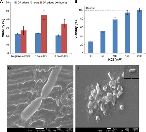 Figure 5 (A) Effects of adding KCl (50 mM) and DA (5 mg/L) to LB broth at different times of growth on the viability of EDL933. (B) Effects of increasing KCl concentration on the viability of EDL933 grown in LB–DA broth after 24 hours. (C) SEM image of dividing E. coli O157:H7 (inset shows the turgid state of the bacteria prior lysis). (D) SEM image of the split bacteria (inset shows membrane ghosts).