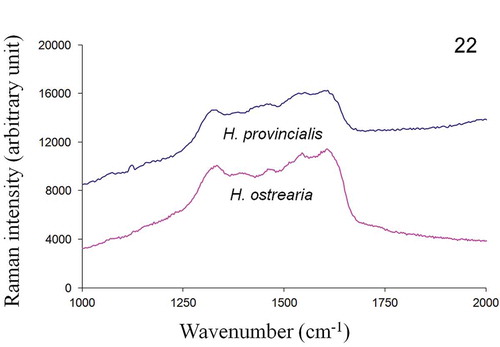 Fig. 22. In vitro Raman spectra, recorded at 514.5 nm, of purified intracellular form of pigments of H. provincialis and H. ostrearia.