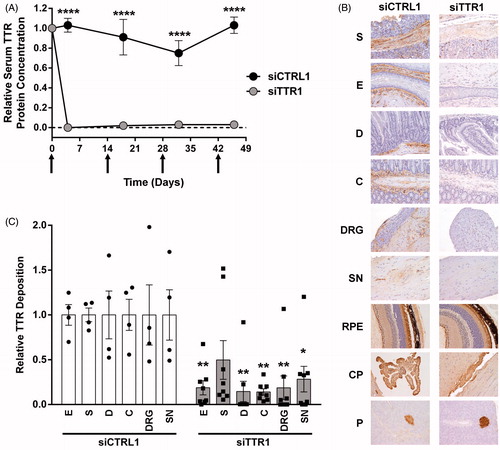 Figure 3. RNAi-mediated TTR knockdown prevents TTR deposition in hTTR V30M HSF1± mice. TTR tissue deposition in 15-month-old hTTR V30M HSF1± mice following repeat administration of siTTR1 or siCTRL1. (A) Relative serum TTR protein knockdown. (B) Representative images of immunohistochemical (IHC) TTR protein detection in: E, esophagus; S, stomach; D, duodenum; C, colon; SN, sciatic nerve; DRG, dorsal root ganglion; RPE, retinal pigmentosa epithelium; CP, choroid plexus; P, pancreatic alpha cells. (C) Relative TTR tissue deposition in select tissues. Tissue abbreviations as described earlier. In panel (A), symbols represent group mean relative concentration; error bars represent the SEM; arrows indicate administration of siTTR1 or siCTRL1. In panel (C), bar height represents group mean; error bar represents the SEM; individual data point for each animal displayed as symbols within the bar. The treatment effect in (A) and (C) was determined using 2-way ANOVA with Bonferroni’s multiple comparison test relative to respective control (*p < 0.05, **p < 0.01, ****p < 0.0001). siCTRL, n = 4; siTTR1, n = 8.