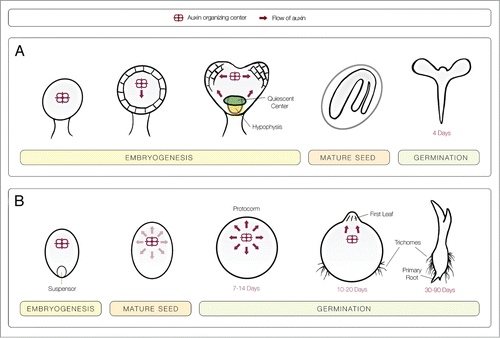 Figure 1. (A) A model for the comparison of developmental timing and PAT during embryogenesis and germination of a standard angiosperm, Arabidopsis, and a typical orchid. A. Arabidopsis establishes a clear primordial shoot and root during embryogenesis which can rapidly produce a radicle and young leaves during germination. (B) Embryos of orchid seed arrest development at a stage comparable to the globular stage of Arabidopsis embryogenesis. Early stages of germination in orchid are similar to late embryogenesis of Arabidopsis with the formation of a shoot, but root formation is considerably later in orchid germination. Shifts in auxin flow from an auxin organizing center plays a role in embryogenesis of Arabidopsis and regulates germination of orchid seeds.